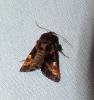 Euplexia lucipara